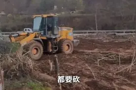 3万多棵国槐被强行砍掉？当地调查：违规占用永久基本农田，3人拒绝整改，不涉及赔偿图片