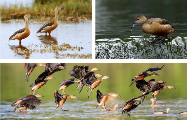 观鸟东寨港· 把一片红树林带回家