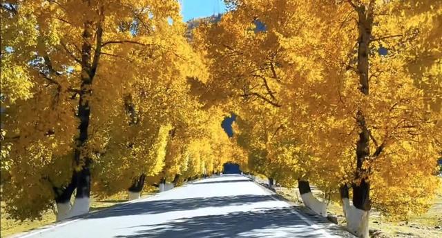 听说放秋假了？新都桥这波秋日余温太美了