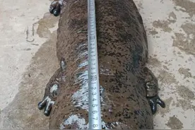 28.6斤！村民在田里发现“有手有脚的怪鱼”，竟是国家二级保护动物大鲵图片