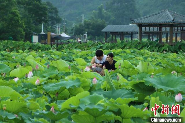 广西柳州：盛夏荷韵引游人