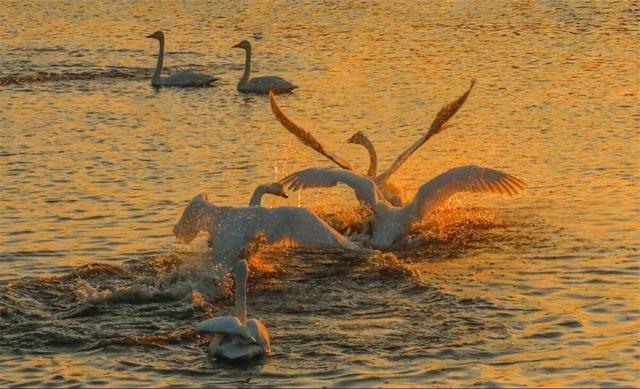 本周六，荣成公交赏天鹅专线启航