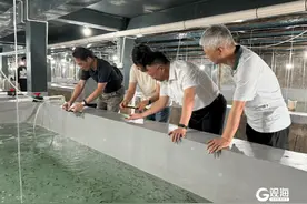 通过验收！国内首次实现绿鳍马面鲀的秋季人工繁育图片