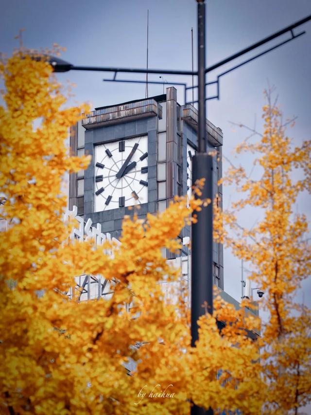 藏不住！秋天的莲都街头，绝美~