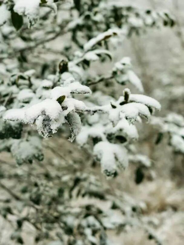 羊狮慕雪国仙境已上线｜大雪持续中，快来福山赏雪！