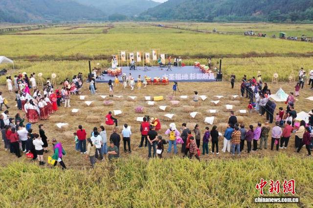 摸鱼割稻拍大片 闽北农耕游玩转乡土乐趣