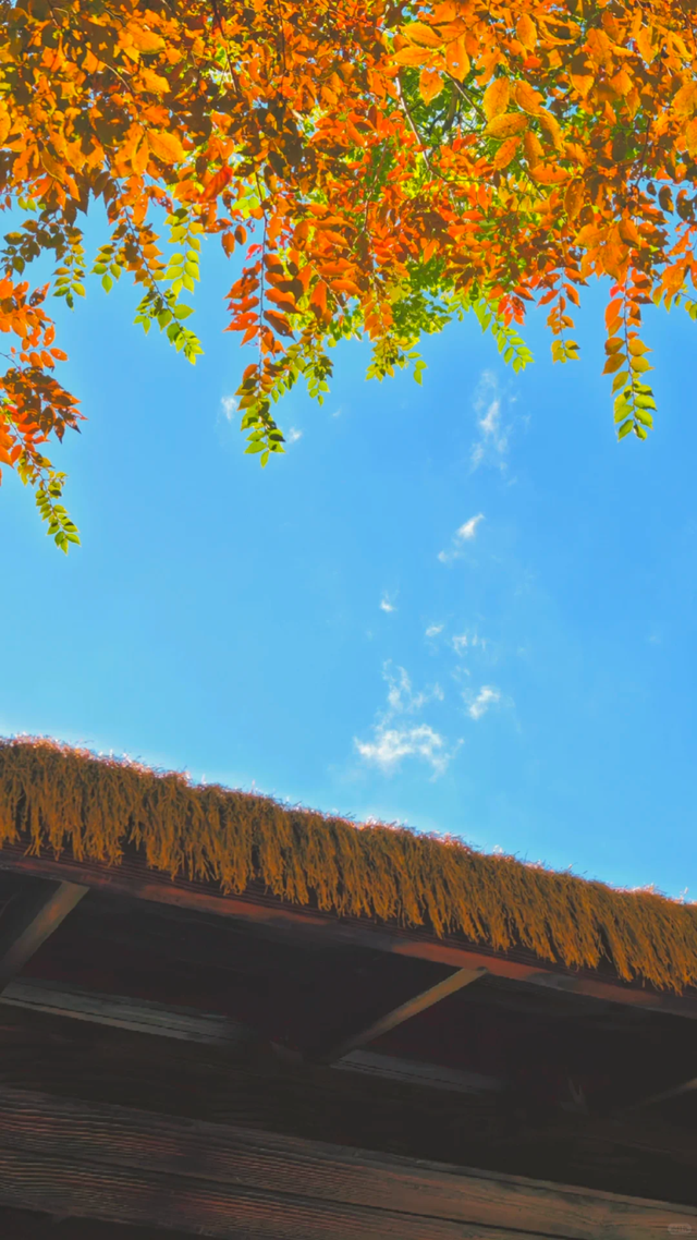 枫叶、梧桐、银杏、乌桕……上海市中心这个免费公园换上了五彩斑斓的秋装→