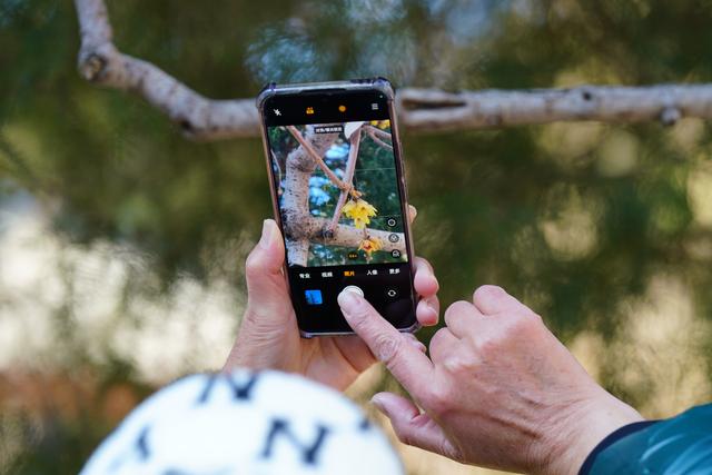 北京卧佛寺：古刹寻梅