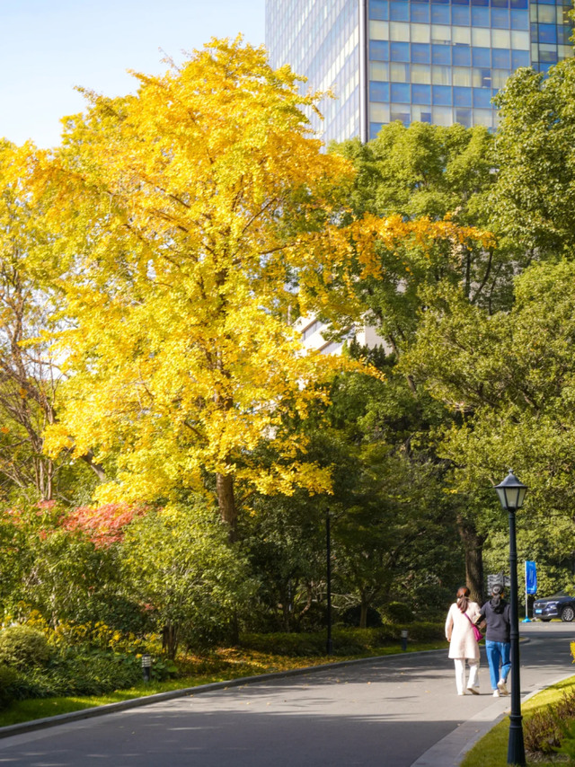 百年银杏+红枫草坪！藏在上海市中心的英式庄园化身现实版秋日童话秘境→