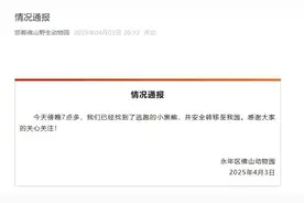 逃跑的黑熊，找到了！它为何引发全网关注？图片