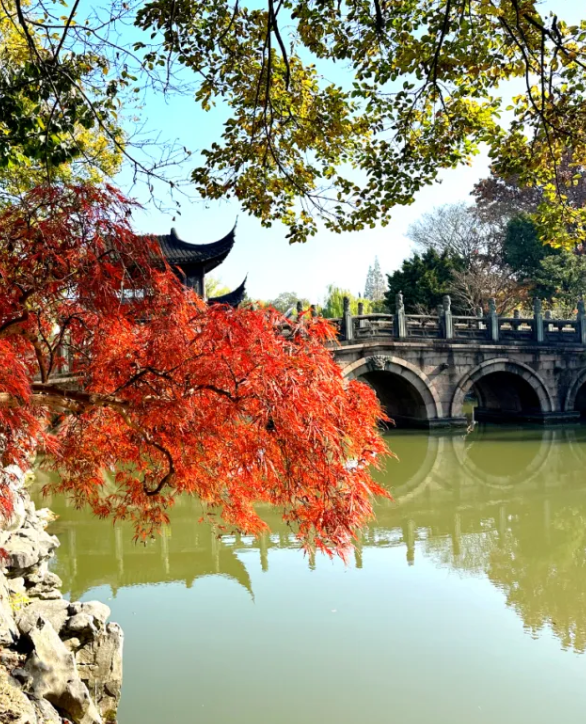 上海赏秋天花板，这波期待值拉满！