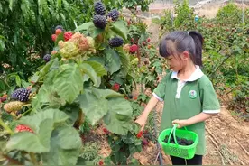 美好生活在云南｜汁水多、味道甜！五一小长假，到玉溪江川摘树莓图片