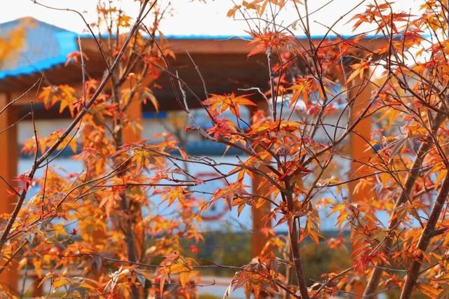 太美了！来副中心，邂逅落叶童话~