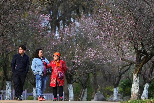 暖阳与梅香 映照昆明冬日旅居新图景