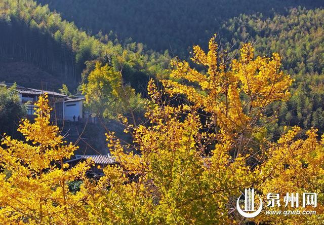 冬景缤纷似春华 来泉州赏南国冬韵图