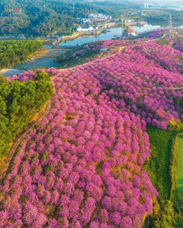 就现在，靓爆镜！免费赏！江门超浪漫粉色花海上新