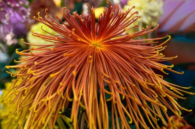 图说定西 | 深秋和菊花的浪漫邂逅