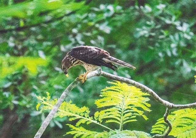 暖冬“追鸟”去！在海口美兰，邂逅灵动之美~