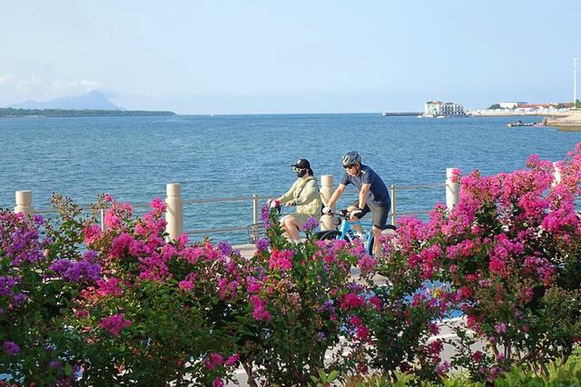 山东青岛盛夏繁花恣意绽放 海景相衬美不胜收
