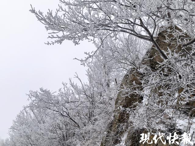 一夜白头！紫金山“千树万树梨花开”