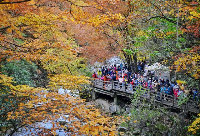 图片新闻｜四川巴中：光雾山红叶引客来 “黄金走廊”串起秋日盛宴