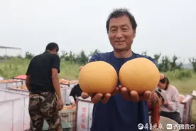 图集|喜迎“甜蜜”收获，莱阳秋月梨进入采收季图片