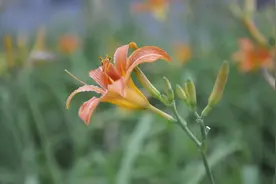 舌头也可以预示疾病图片