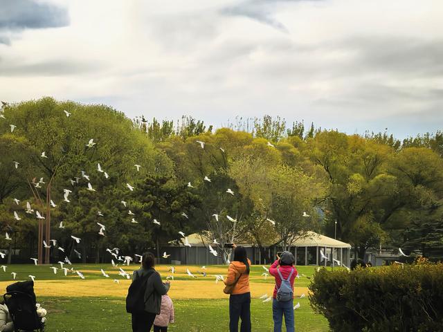 闯入秋日油画！紫玉公园红树林的天鹅舞会正在上演