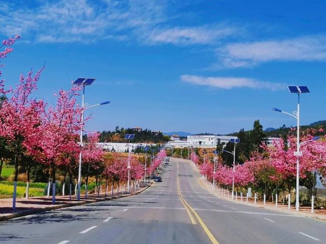 花漾丽江丨风暖樱花开 永胜春光美