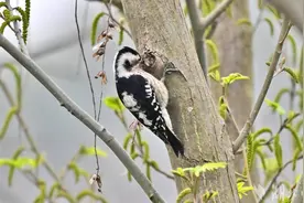 星头啄木鸟现身宜昌长江岸边图片