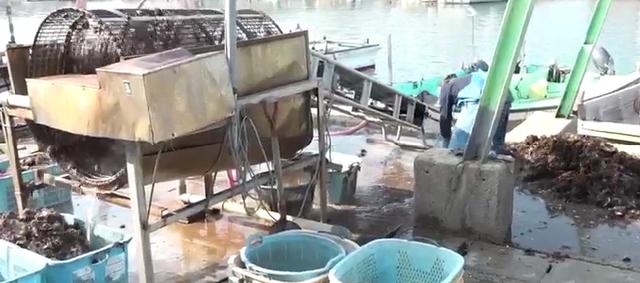 日本政府调查广岛牡蛎大规模死亡原因