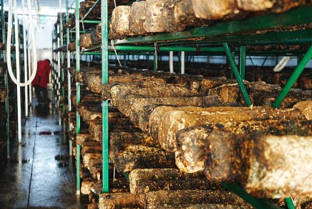 寻访花街石巷里的北市村：在落日与石头房子里，安放一份乡愁