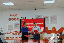 玉米新品种“嫁到”农药企业，科企合作探索品种推广新路径图片