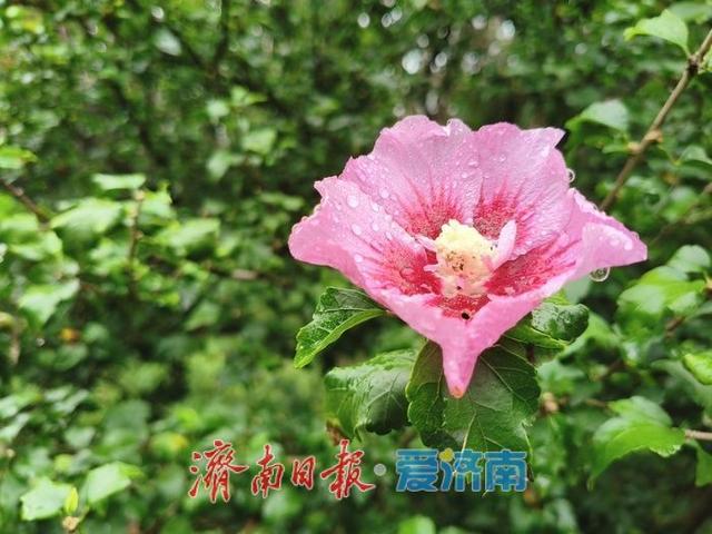 一年四季 泉在济南|细雨如丝，百花公园秋意朦胧