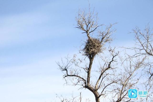 在冬日的潍坊海边，邂逅绝美画卷～