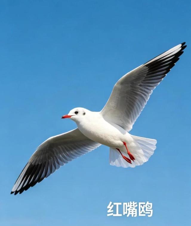 新知|五一宝藏观鸟地：沉浸式邂逅万鸟翩飞