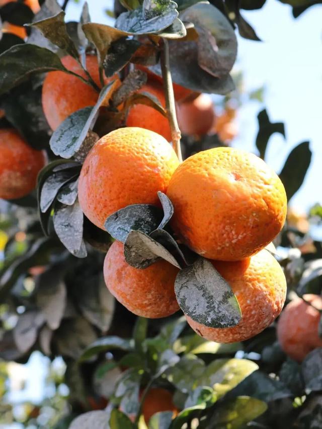 南宁就是冬日旅游天花板！摘果+跑马+演唱会+美景打卡，带你玩转“水果自由”之旅