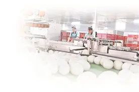 北海海鸭蛋“火出圈”的背后图片