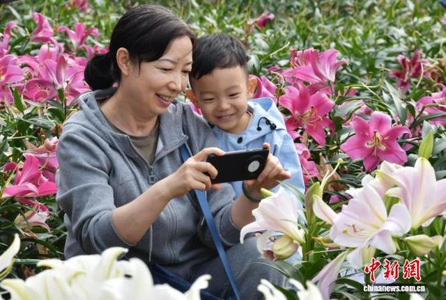 国庆中秋假期里的“花地毯”——石家庄植物园草花扮靓金秋