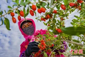 宁夏头茬枸杞迎来采收季图片