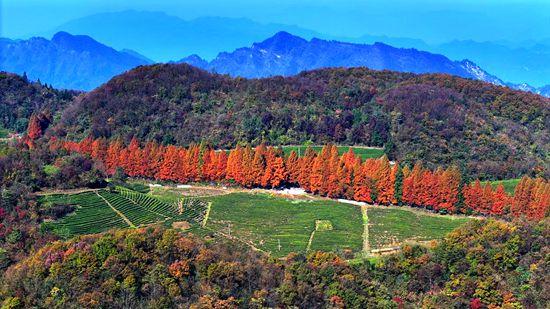 张家界武陵源：层林尽染秋意酣  赴约赏景正当时