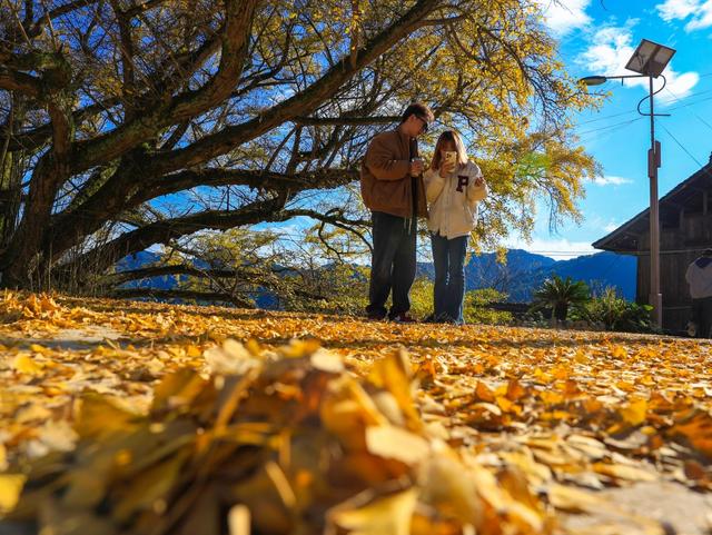 雷山:千年银杏染初冬 古寨“换装”引客来