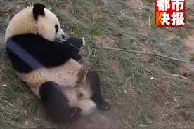 稀奇！熊猫粪的非遗“变身”之旅……图片