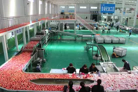 第十七届中国·陕西（洛川）国际苹果博览会新闻发布会在西安举办图片