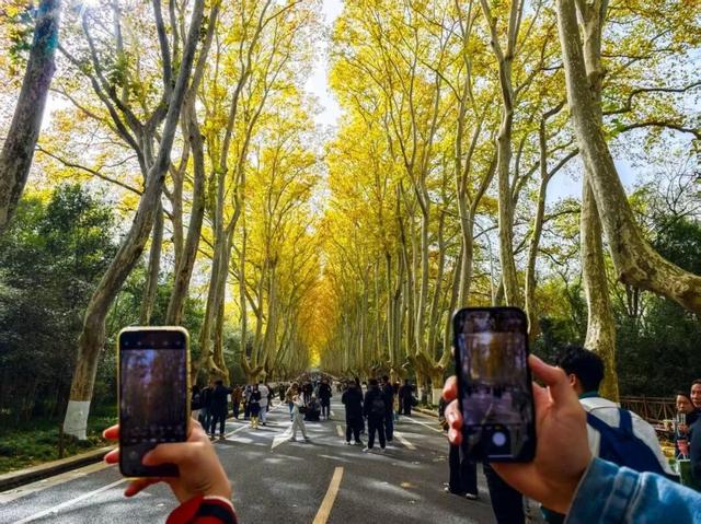 这是今天的南京梧桐大道！