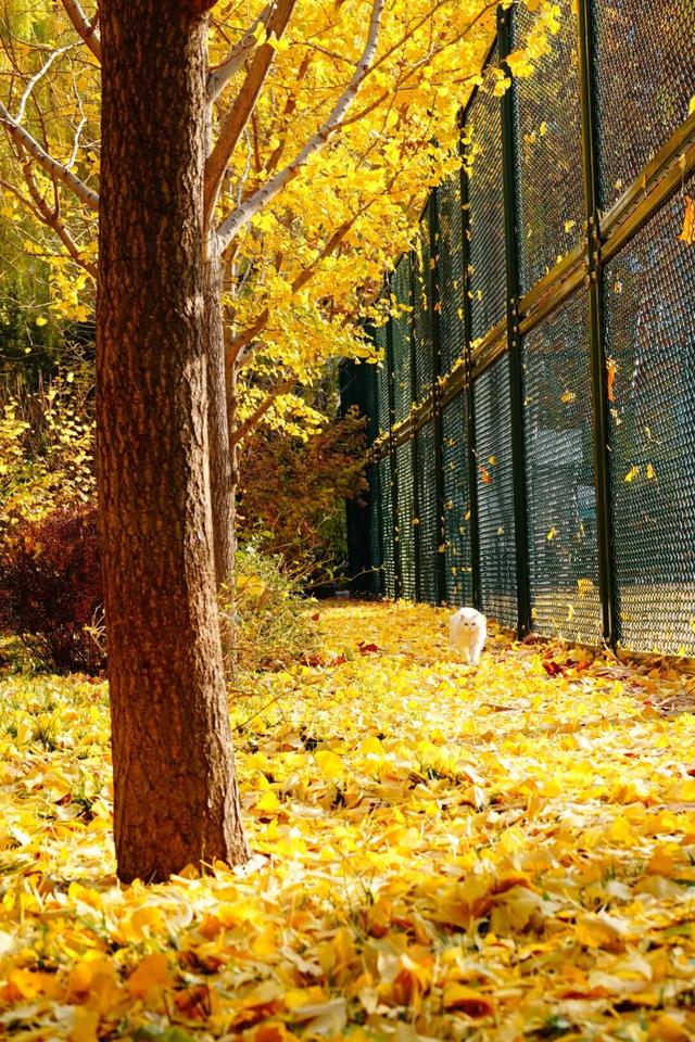 不必扎堆地坛公园！东城区赏秋攻略，一图收藏