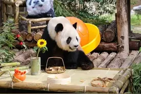 上海三只大熊猫过集体生日，粉丝们送上祝福和礼物图片