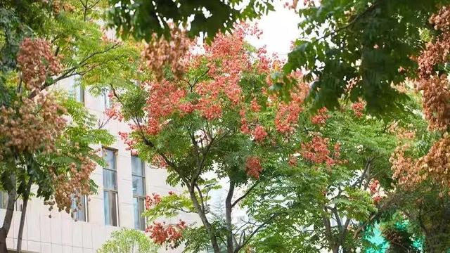 秋天的陇南，有什么好看的？