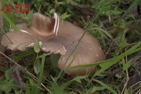 这种要有白蚁才能种出的野生菌，味道怎么样？图片