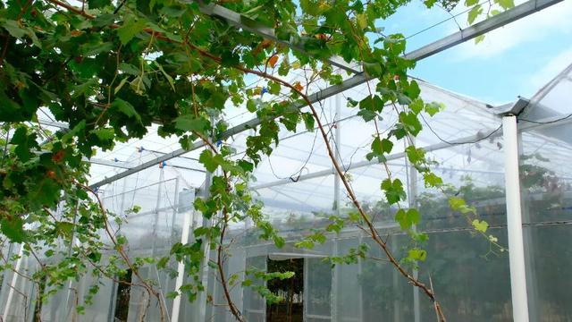 莲都人周末新去处！打卡“现实版开心农场”